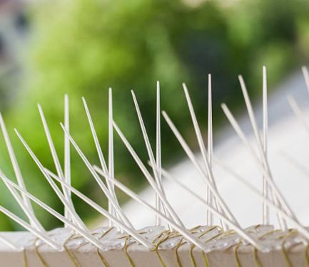 Bird Control Spikes in Mumbai