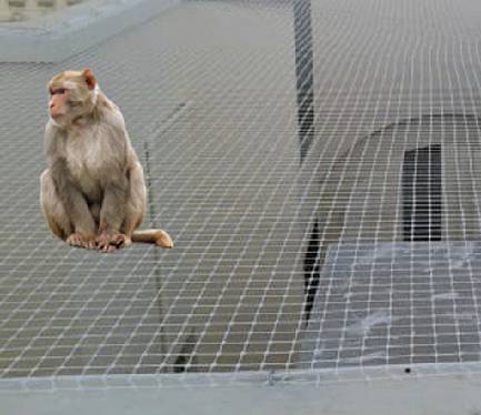 Monkey Safety Nets in Mumbai
